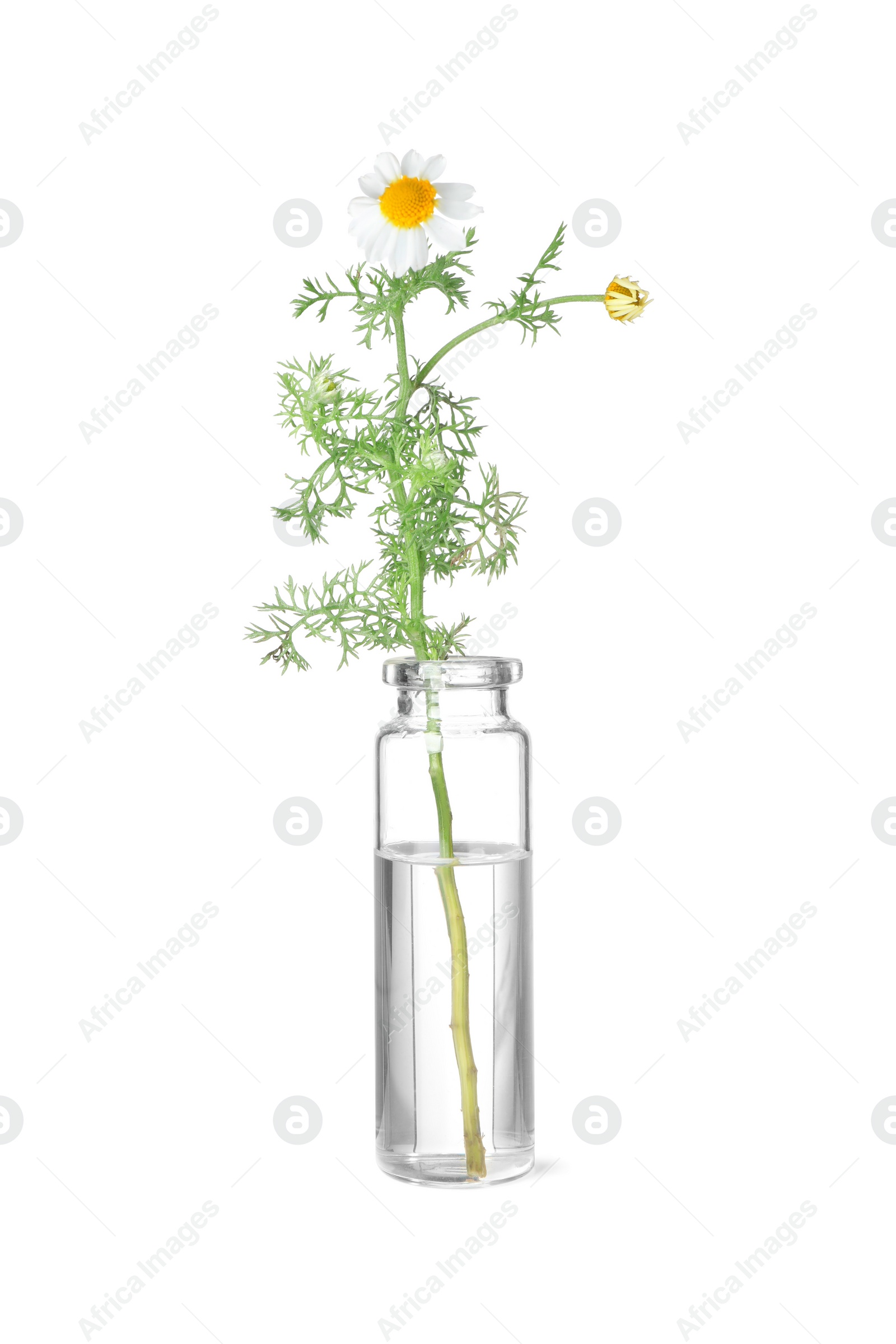 Photo of One bottle with essential oil and chamomile isolated on white