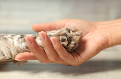 Photo of Woman holding dog's paw indoors, closeup view