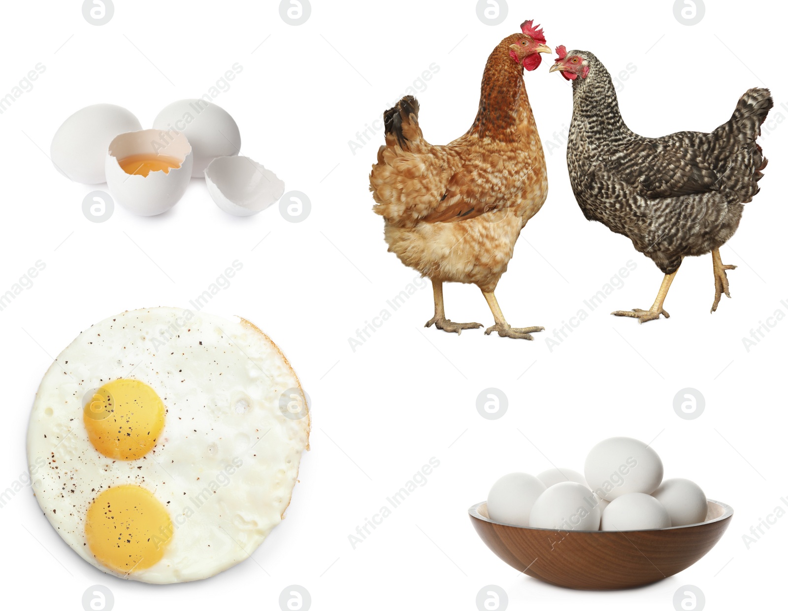 Image of Collage with chickens and eggs on white background