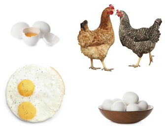 Collage with chickens and eggs on white background