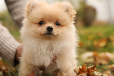 Photo of Man with small fluffy dog in autumn park, closeup