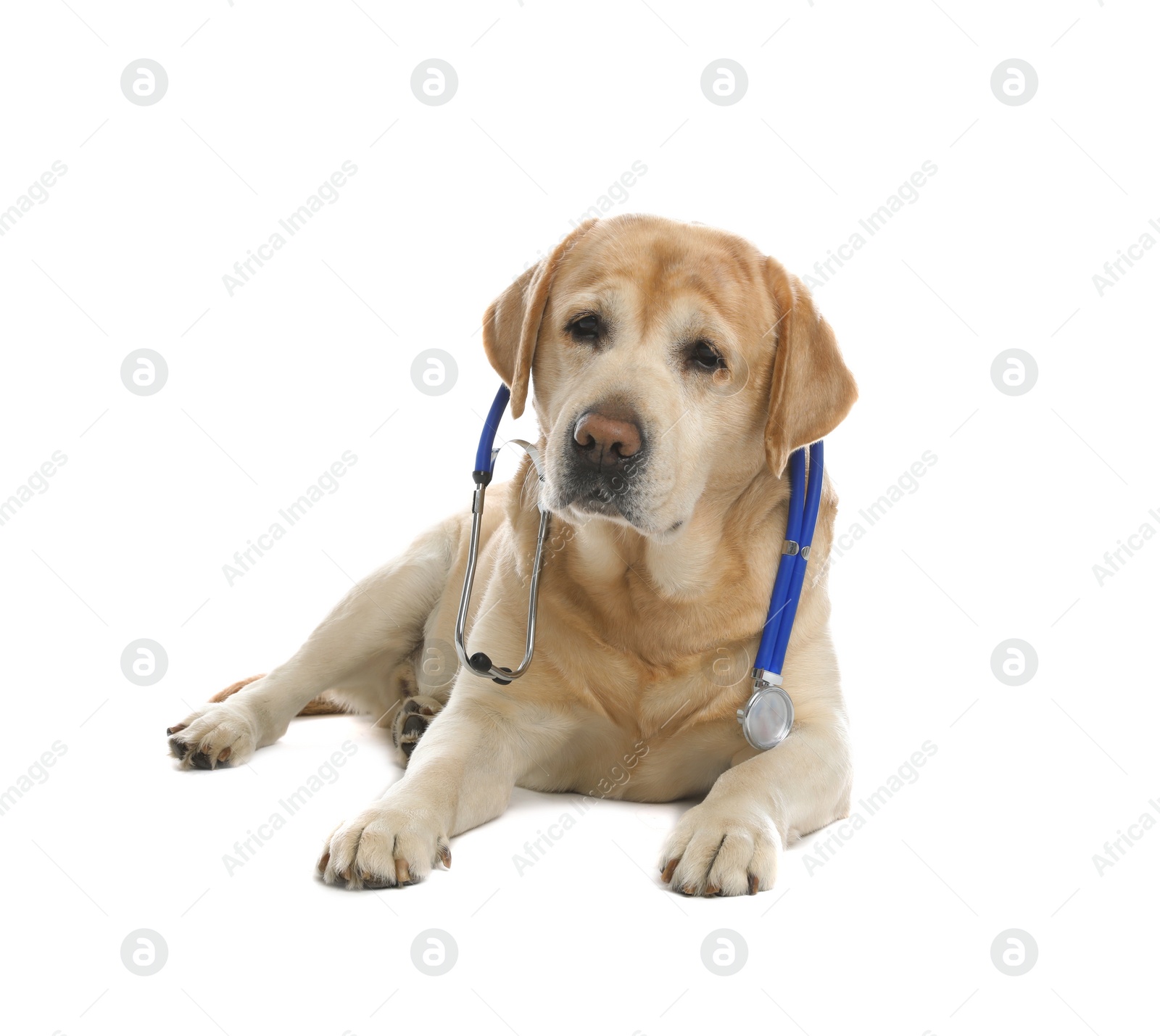 Photo of Cute Labrador dog with stethoscope as veterinarian on white background