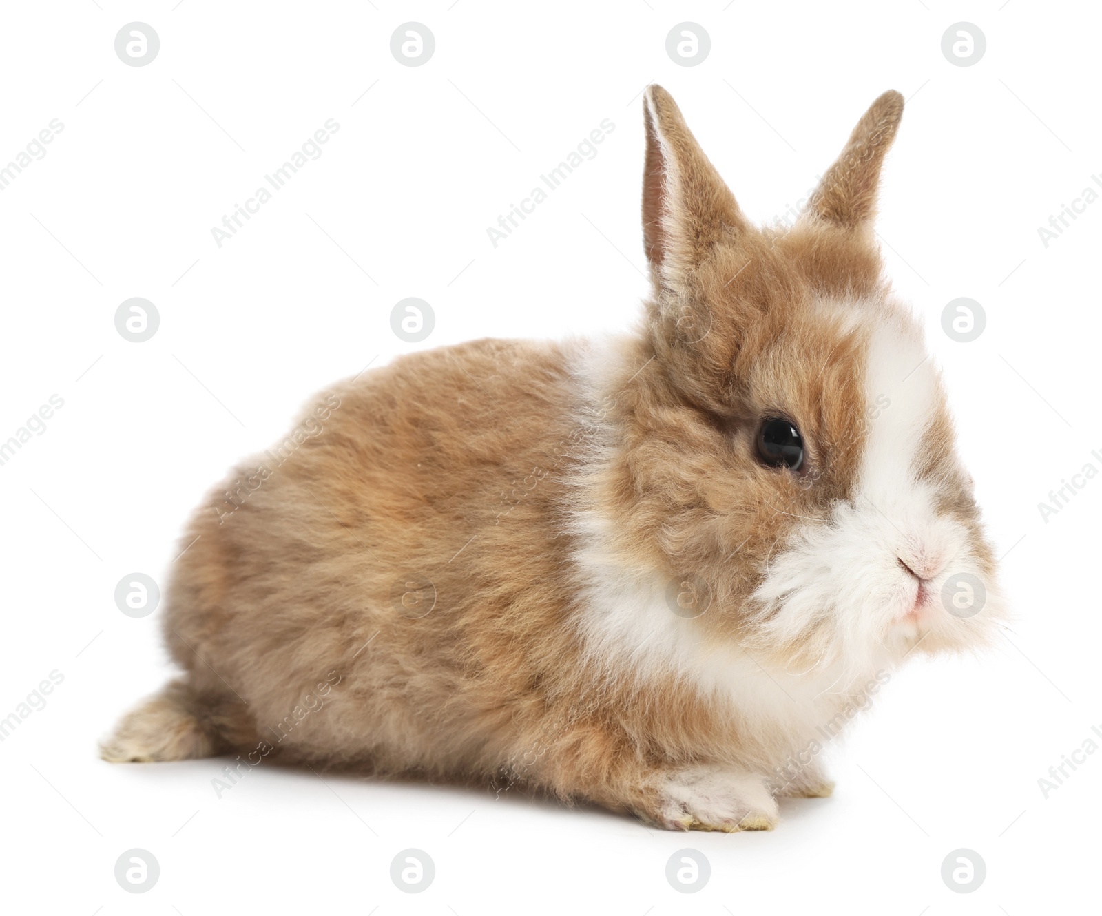 Photo of Cute fluffy pet rabbit isolated on white