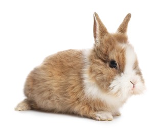 Photo of Cute fluffy pet rabbit isolated on white