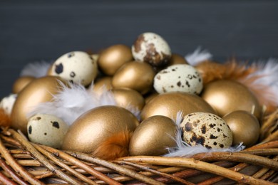 Photo of Many golden and quail eggs in nest, closeup