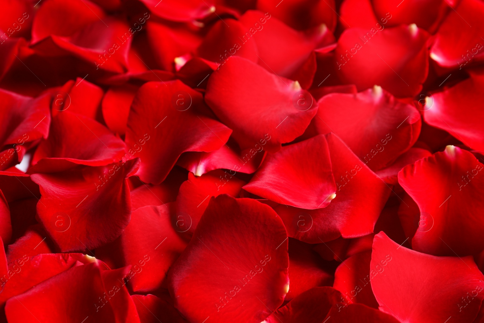 Photo of Beautiful red rose petals as background, closeup