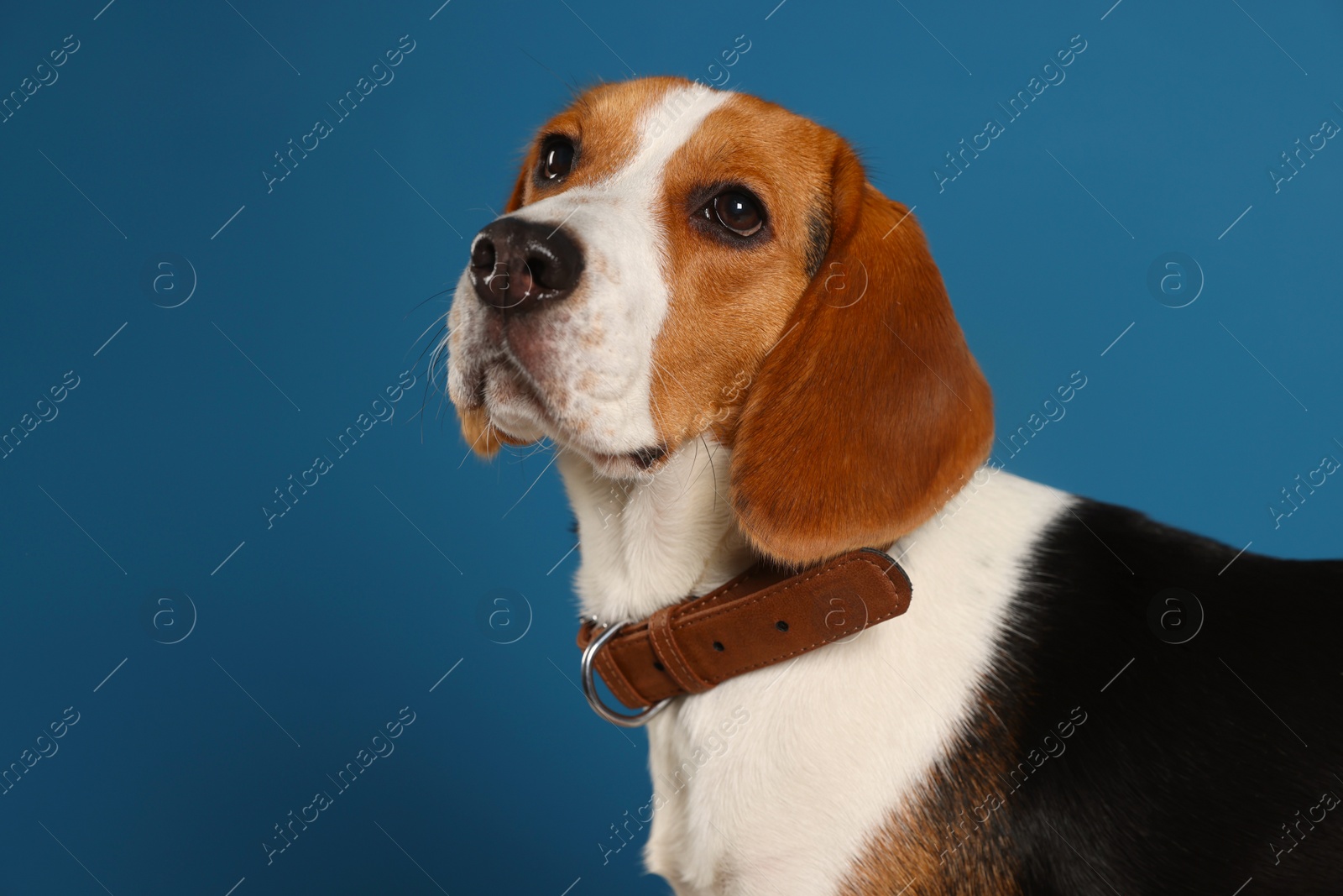 Photo of Adorable Beagle dog in stylish collar on dark blue background