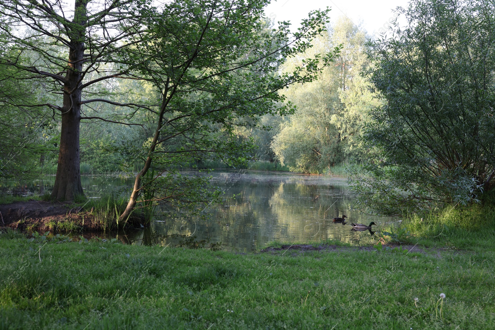 Photo of Picturesque view of green park with river outdoors