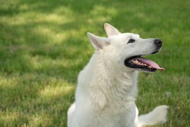 Cute white Swiss Shepherd dog in park