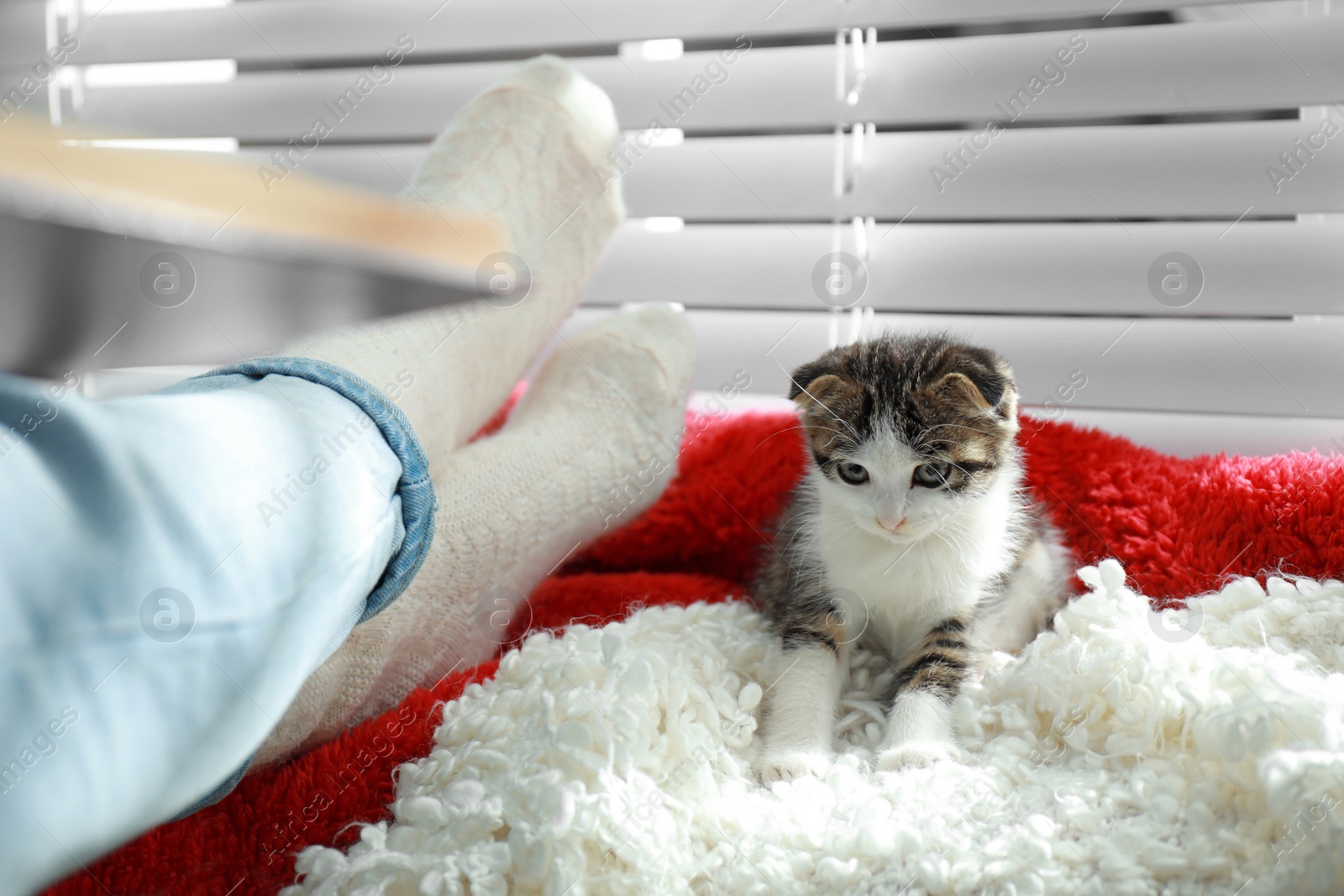 Photo of Adorable little kitten sitting on blanket near owner indoors