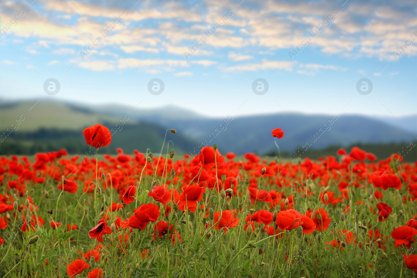 Image of Many blooming poppy flowers on mountain meadow