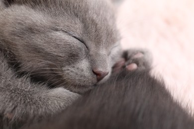 Cute fluffy kitten, closeup view. Baby animal