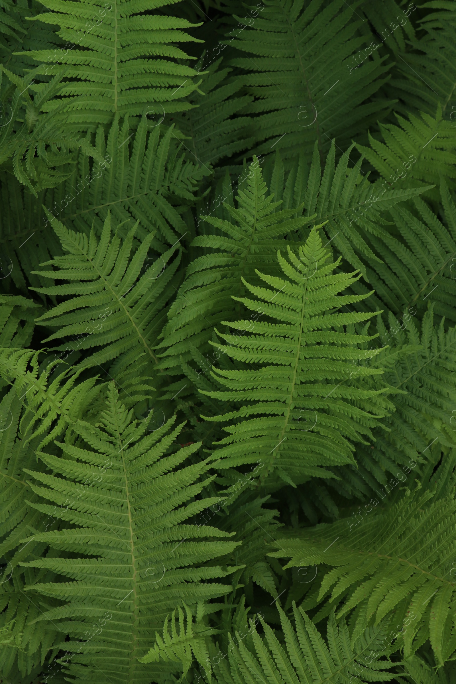 Photo of Beautiful fern with lush green leaves growing outdoors