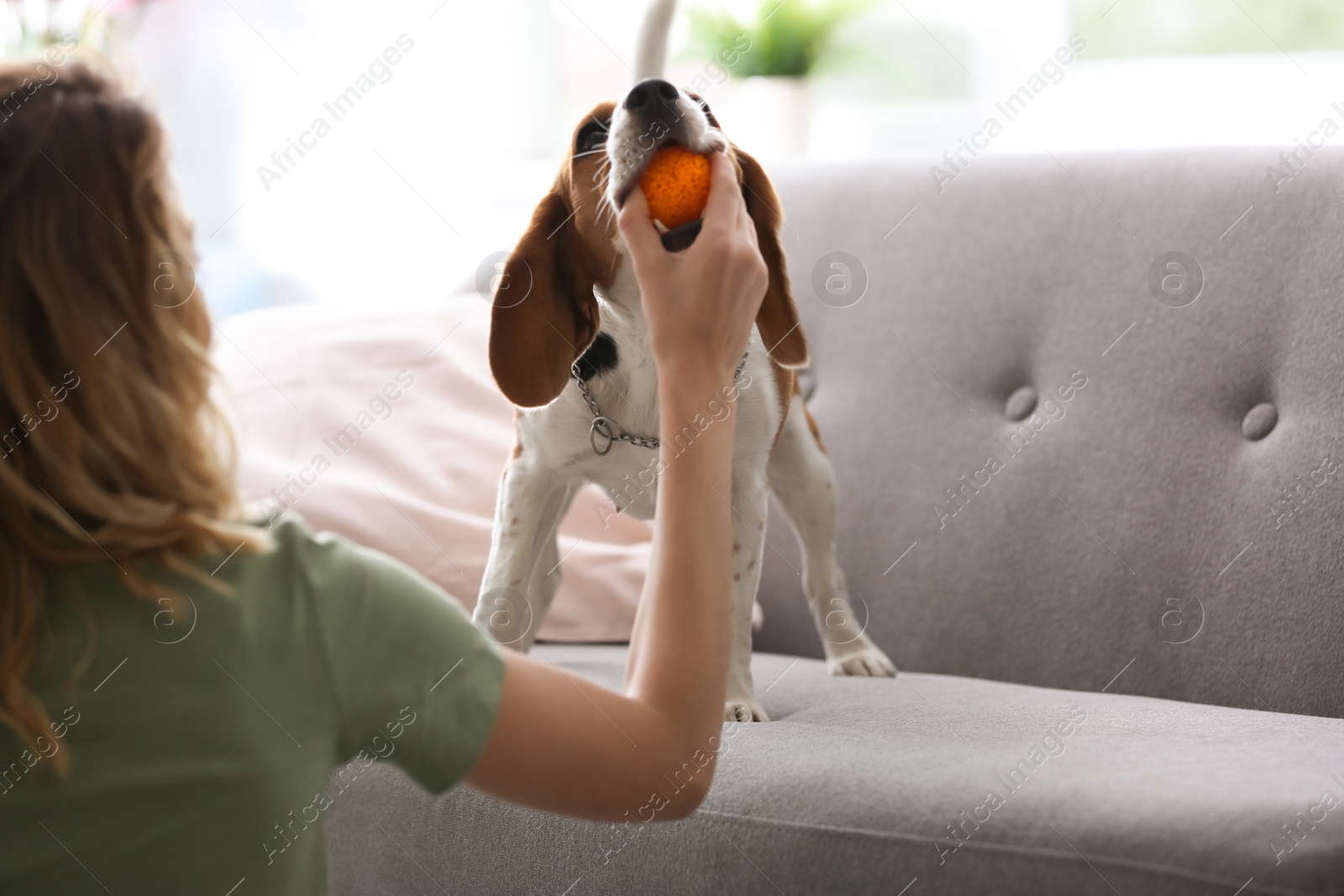 Photo of Young woman playing with her dog at home