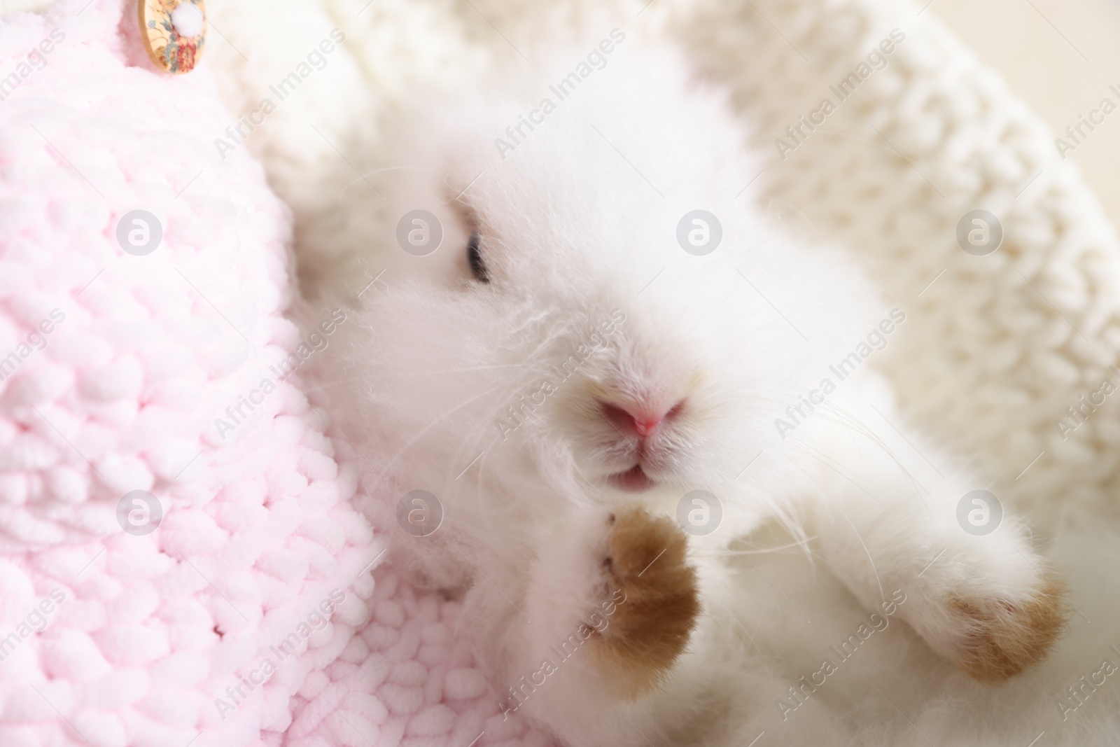 Photo of Fluffy white rabbit on soft blanket, closeup. Cute pet