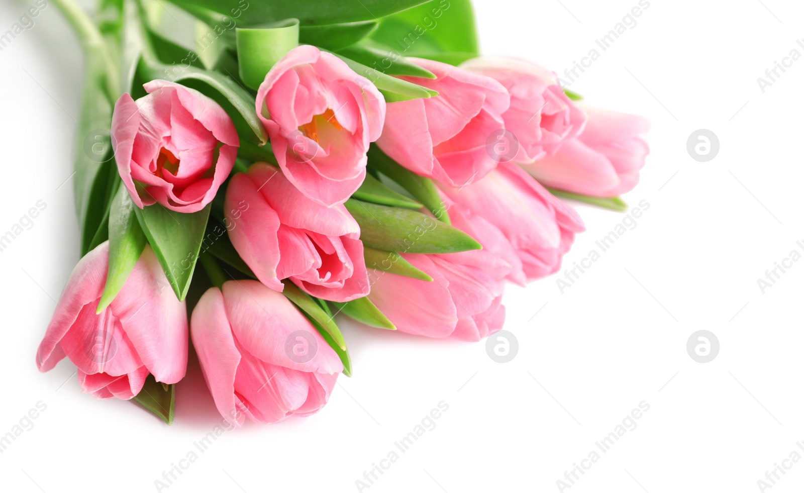 Photo of Beautiful spring tulips on white background. International Women's Day