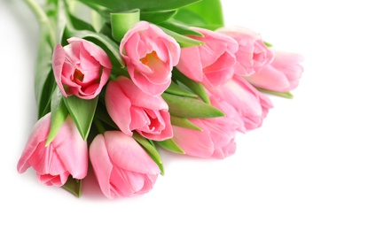 Beautiful spring tulips on white background. International Women's Day