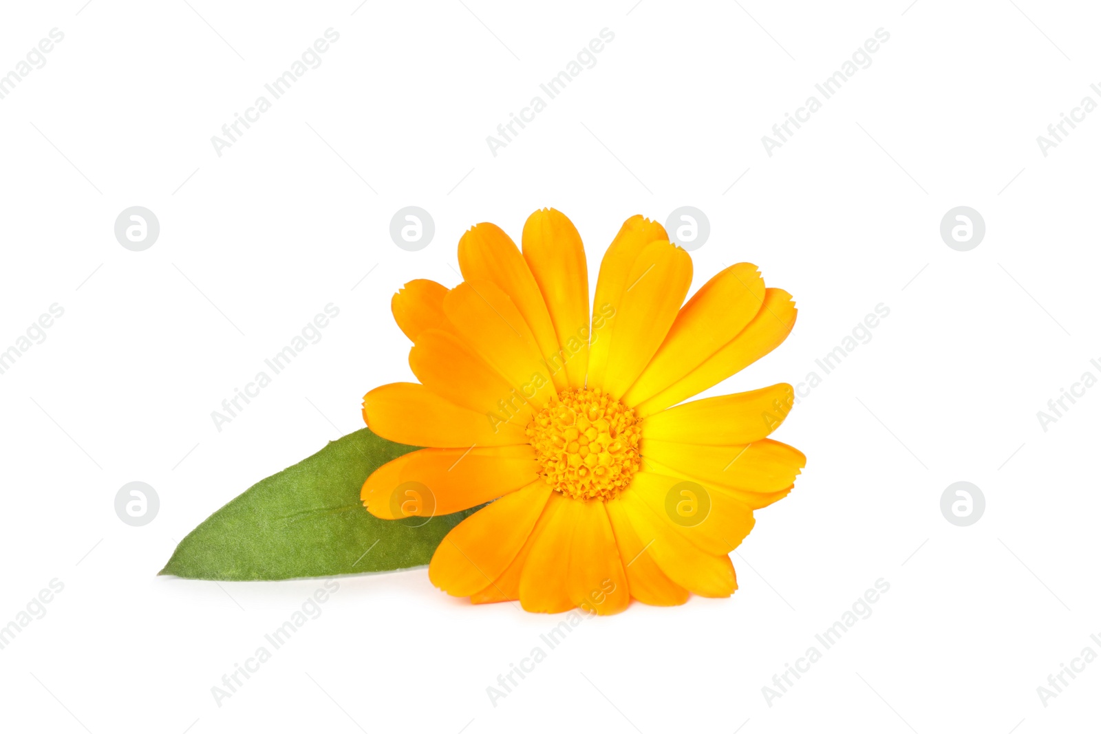 Photo of Fresh beautiful calendula flower with leaf isolated on white