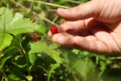 Photo of Woman gathering ripe wild strawberries outdoors, closeup