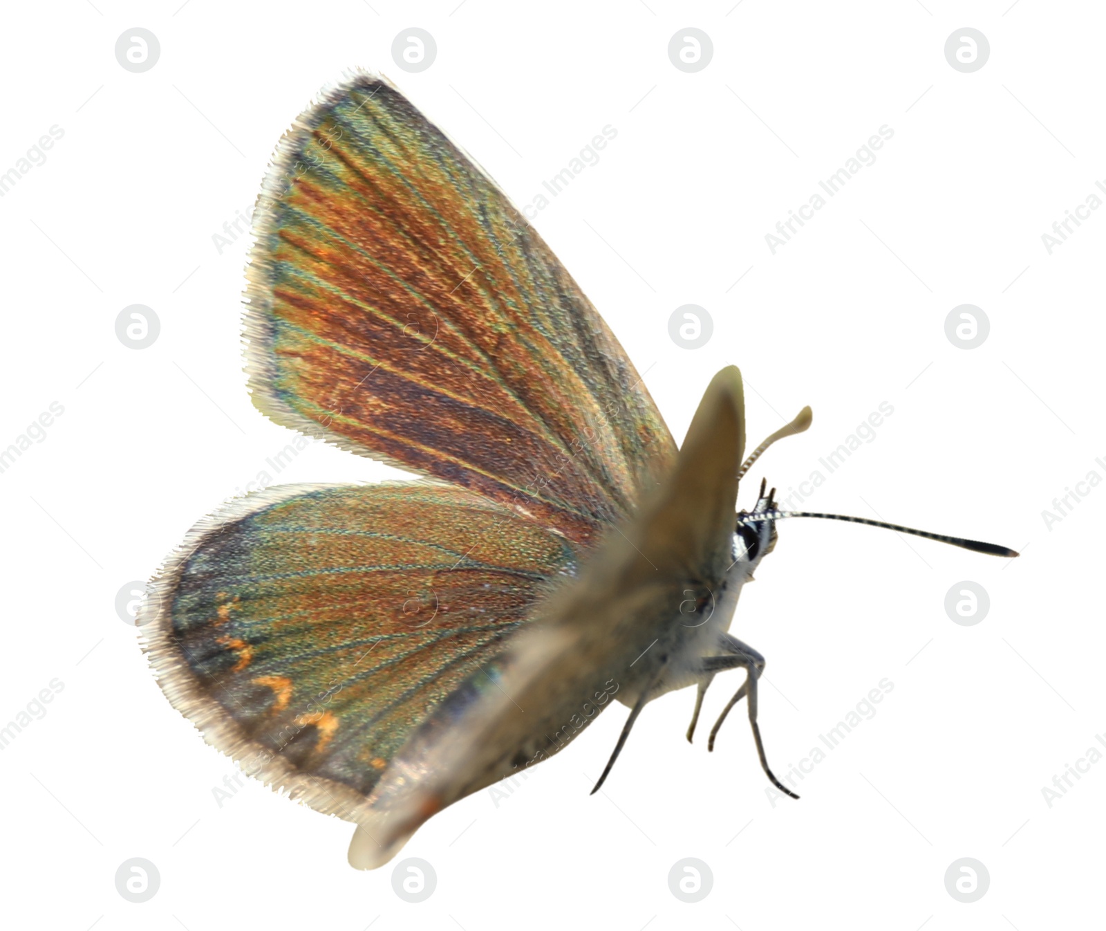 Image of Beautiful bright butterfly flying on white background