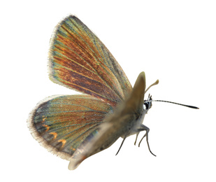 Beautiful bright butterfly flying on white background