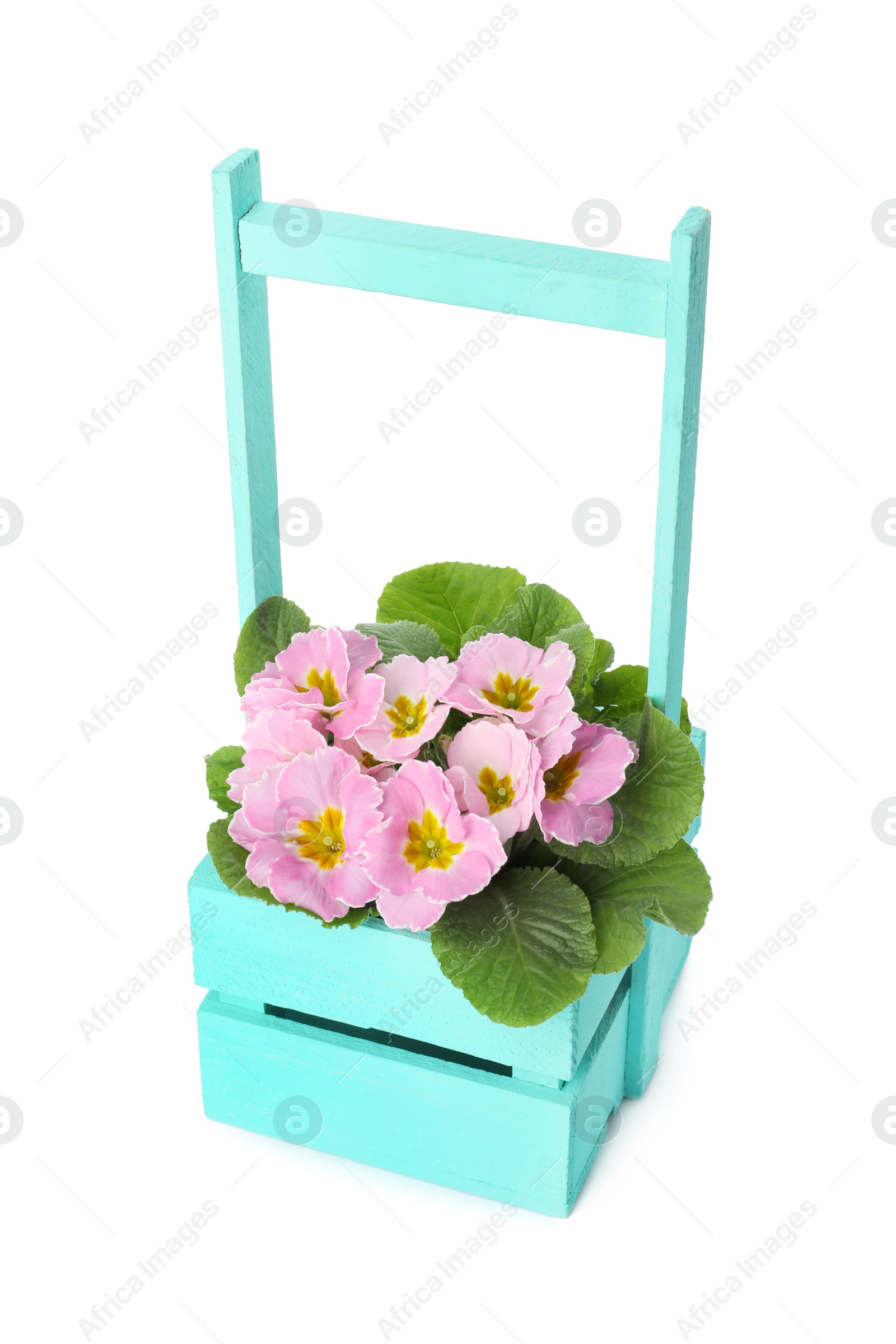 Photo of Beautiful primula (primrose) plant with pink flowers in wooden crate isolated on white. Spring blossom