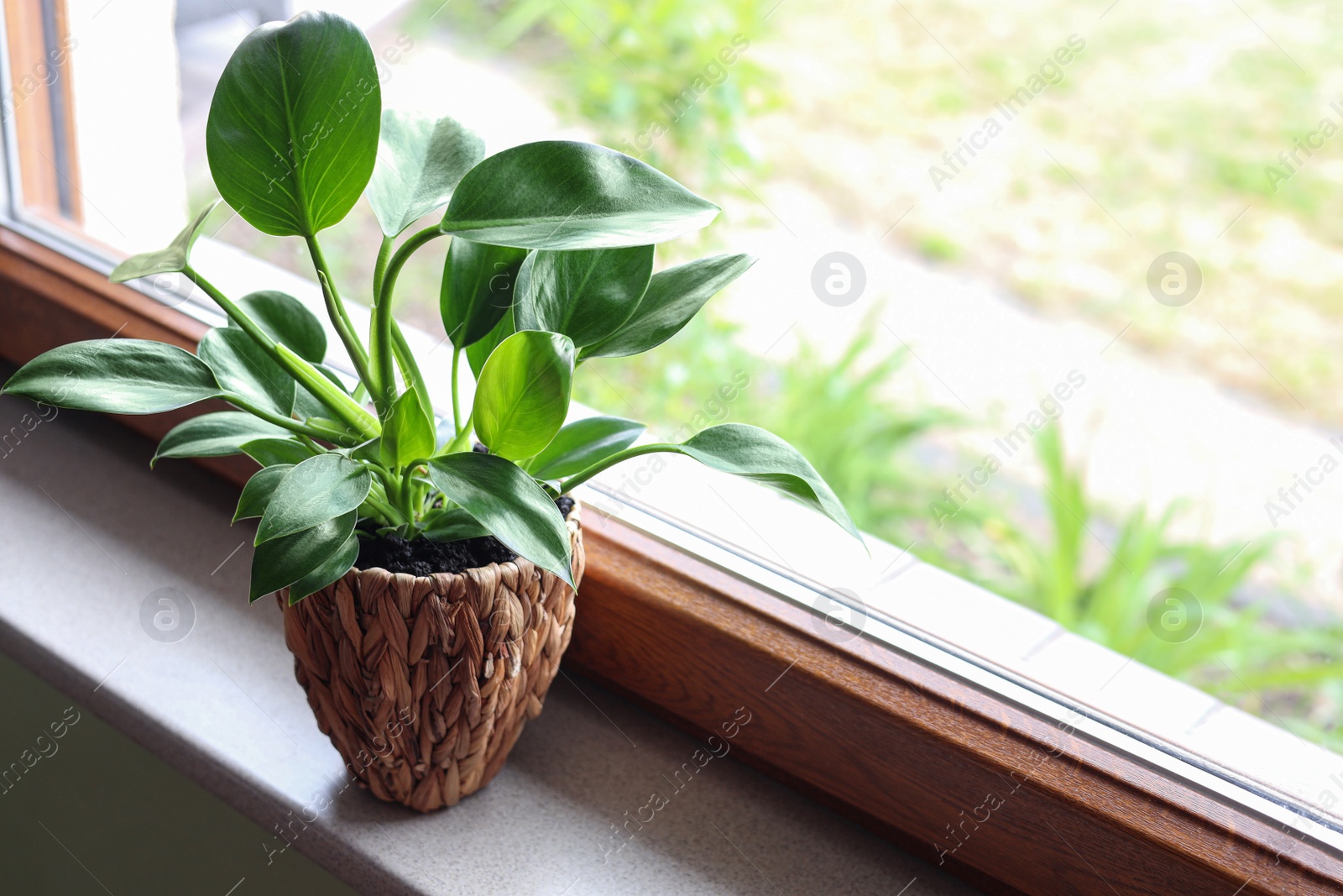 Photo of Beautiful houseplant with bright green leaves in pot on windowsill, space for text