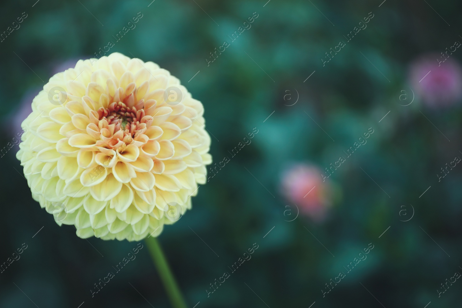 Photo of Beautiful blooming yellow dahlia flower in green garden, space for text