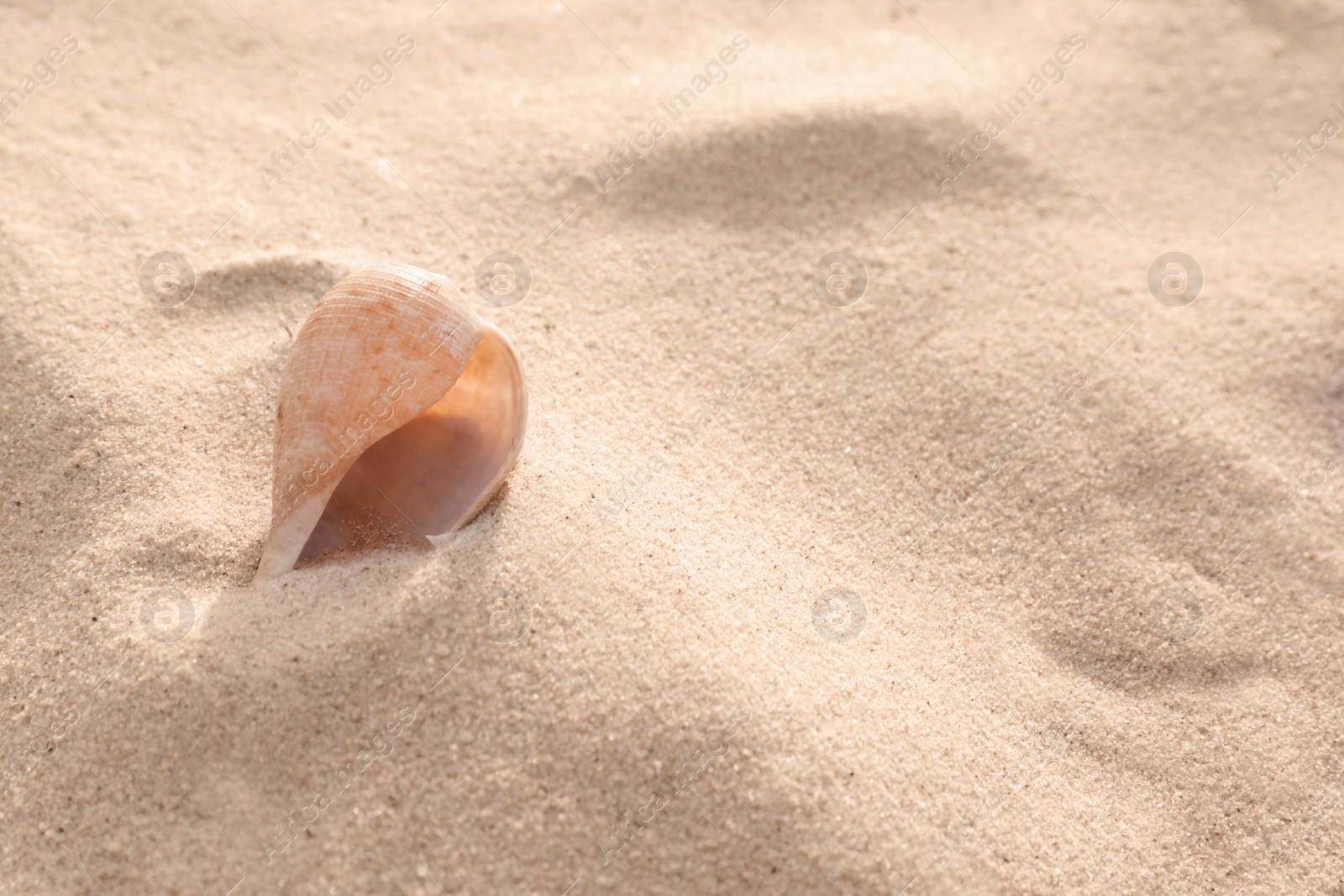 Photo of Sandy beach with beautiful seashell on sunny day, closeup. Space for text