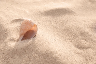 Sandy beach with beautiful seashell on sunny day, closeup. Space for text