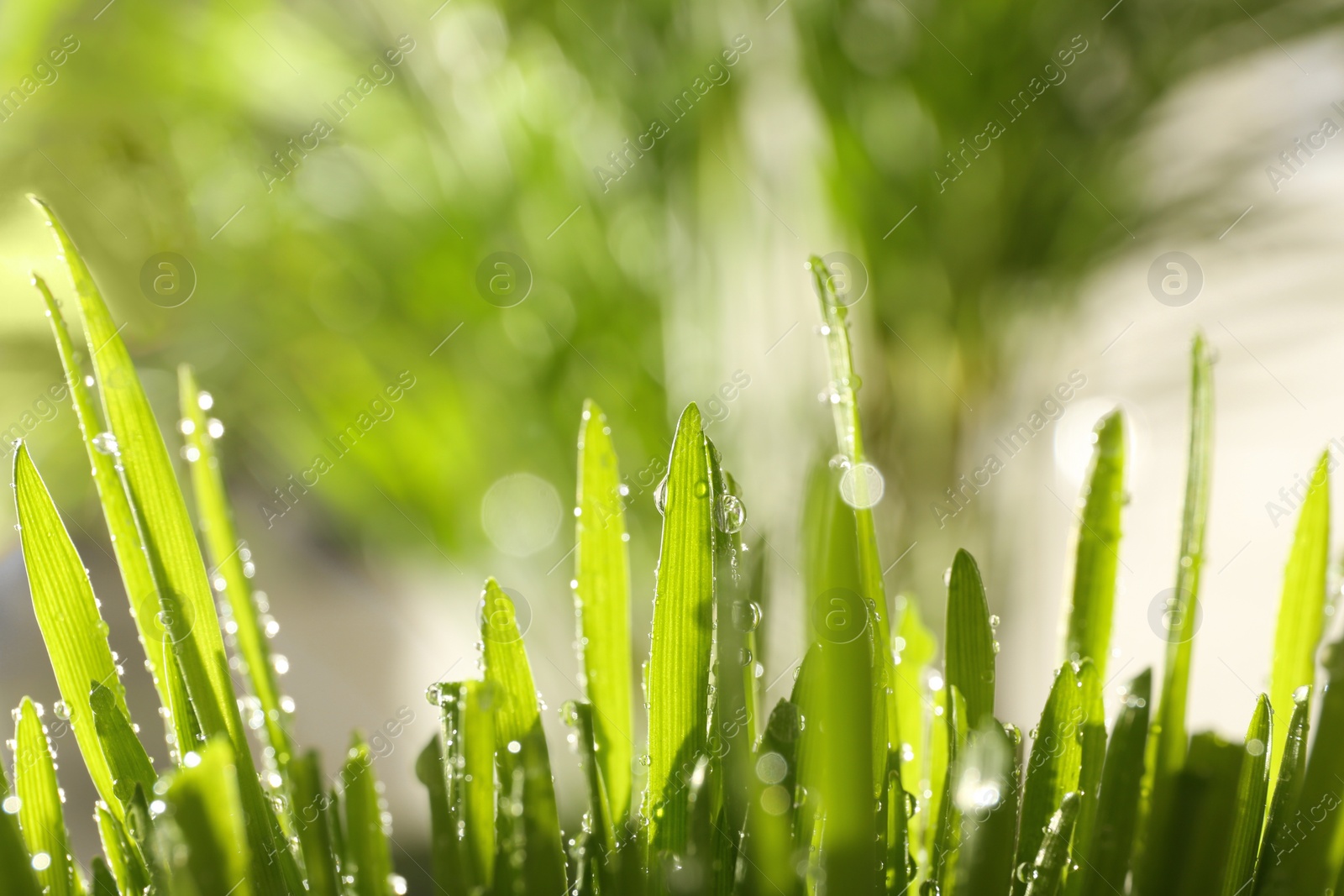 Photo of Lush green grass with water drops outdoors on sunny day, closeup