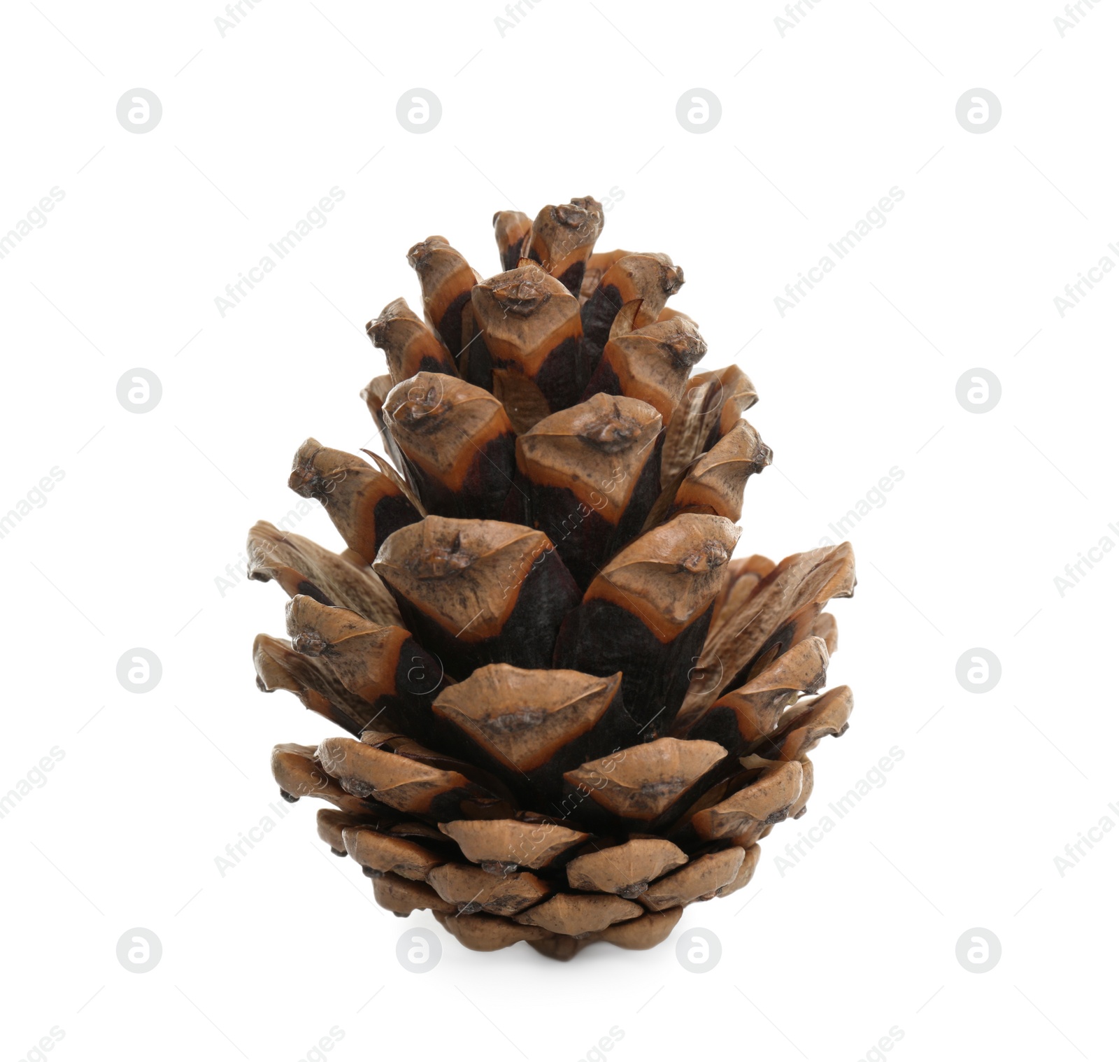 Photo of Beautiful dry pine cone isolated on white