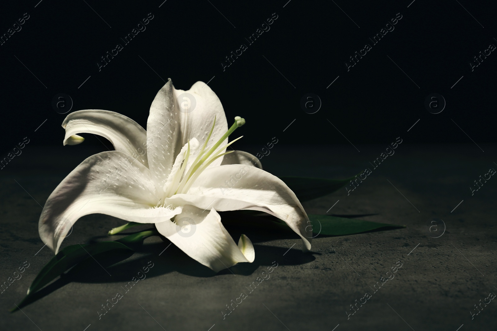 Photo of Beautiful lily on dark background with space for text. Funeral flower