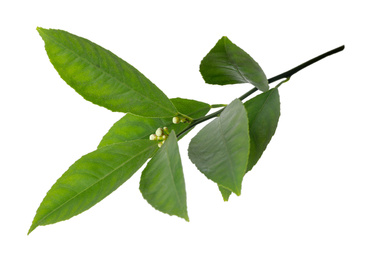 Photo of Fresh twig with green citrus leaves isolated on white