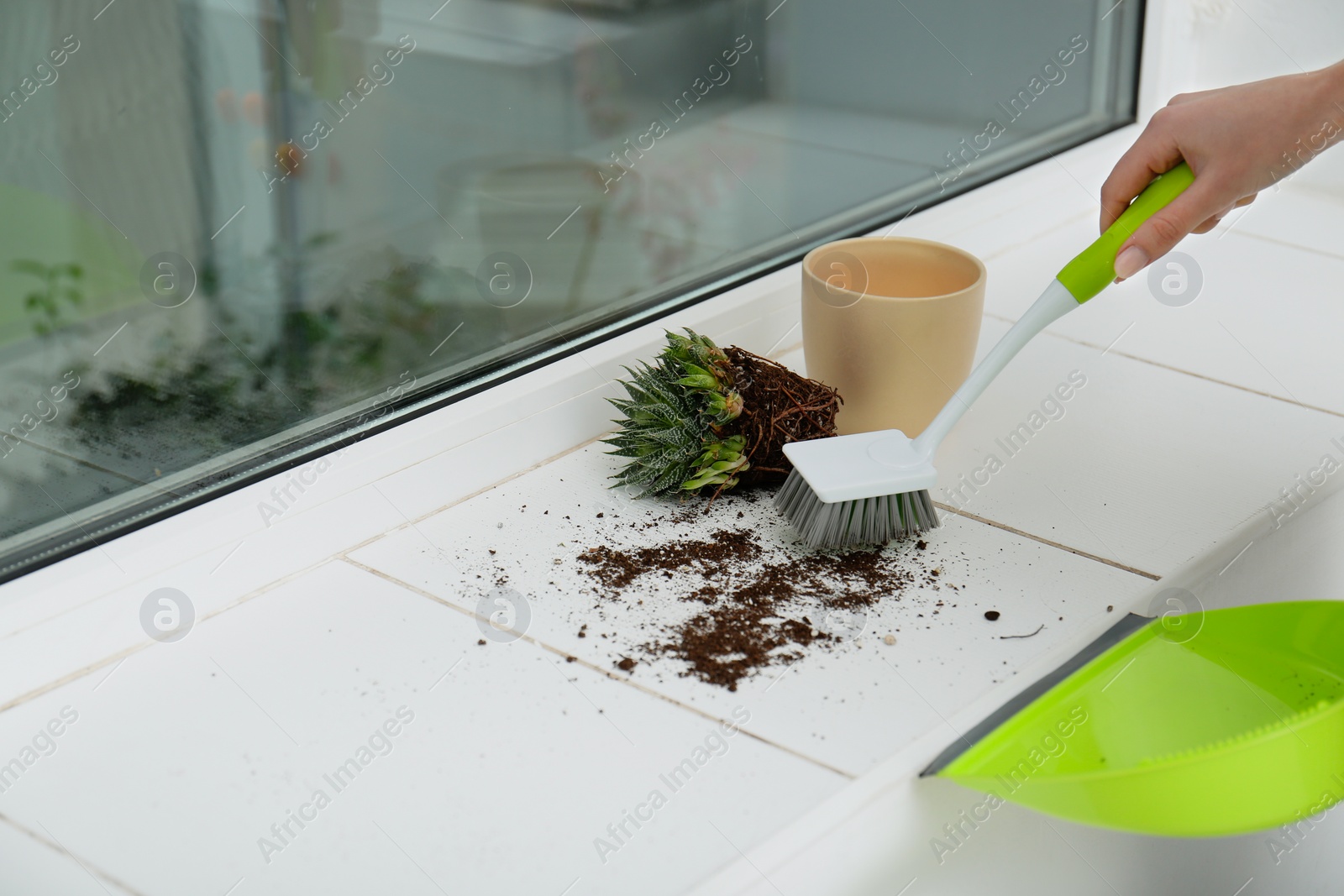 Photo of Woman sweeping away scattered soil from window sill with brush, closeup