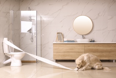 Cute Golden Labrador Retriever playing with toilet paper in bathroom