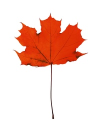 Image of Beautiful red maple leaf isolated on white. Autumn season