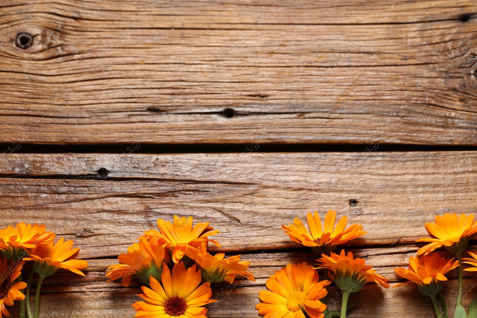 Photo of Beautiful fresh calendula flowers on wooden table, flat lay. Space for text