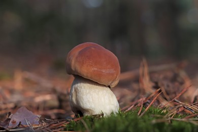 Photo of Porcini mushroom growing in forest, closeup view