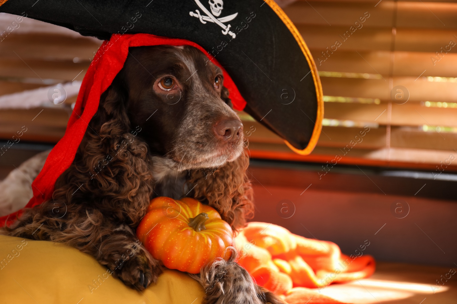 Photo of Adorable English Cocker Spaniel in pirate hat with pumpkin on cushion indoors. Halloween costume for pet