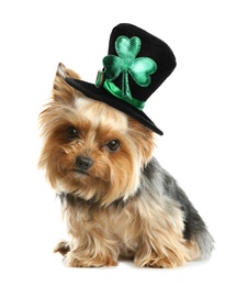 Image of Cute Yorkshire terrier with leprechaun hat on white background. St. Patrick's Day