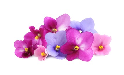 Photo of Fresh flowers of violet plant on white background