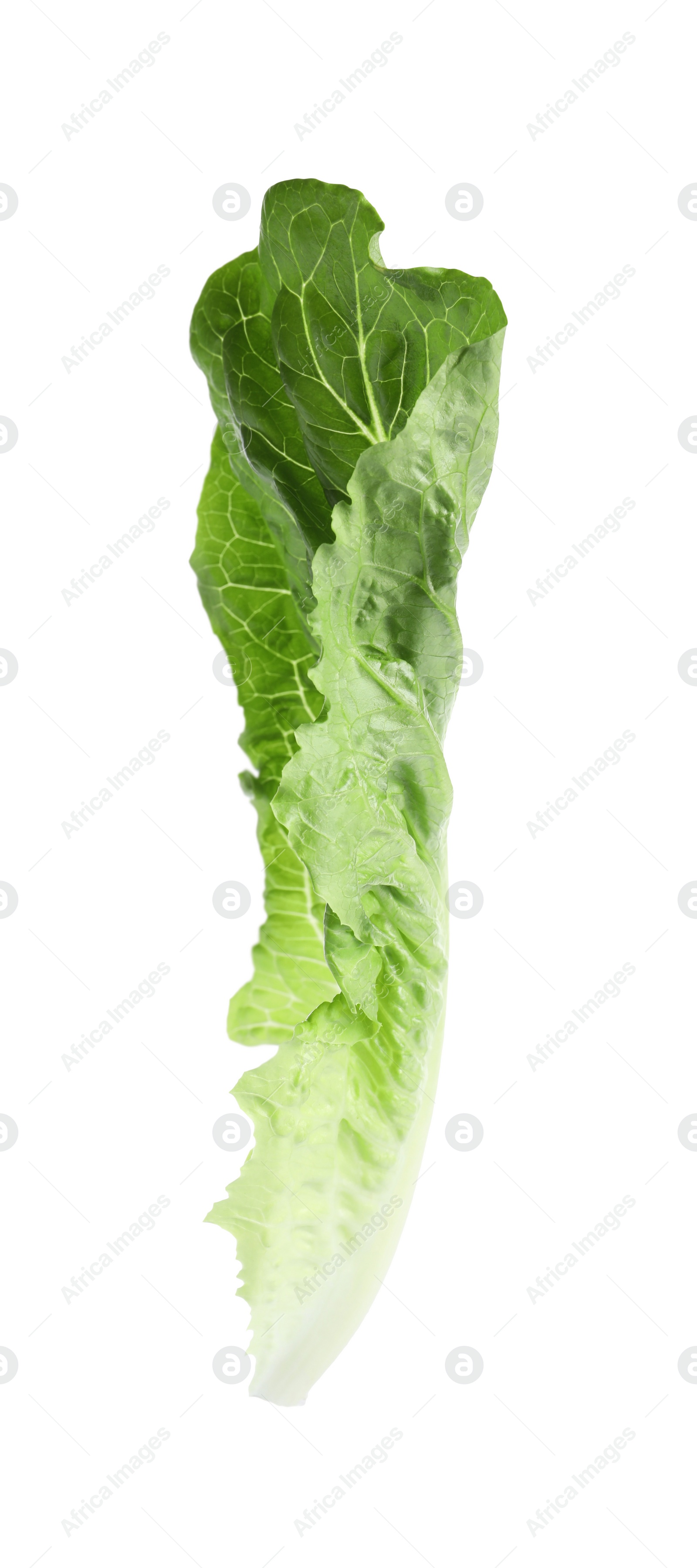 Photo of Fresh leaf of green romaine lettuce isolated on white