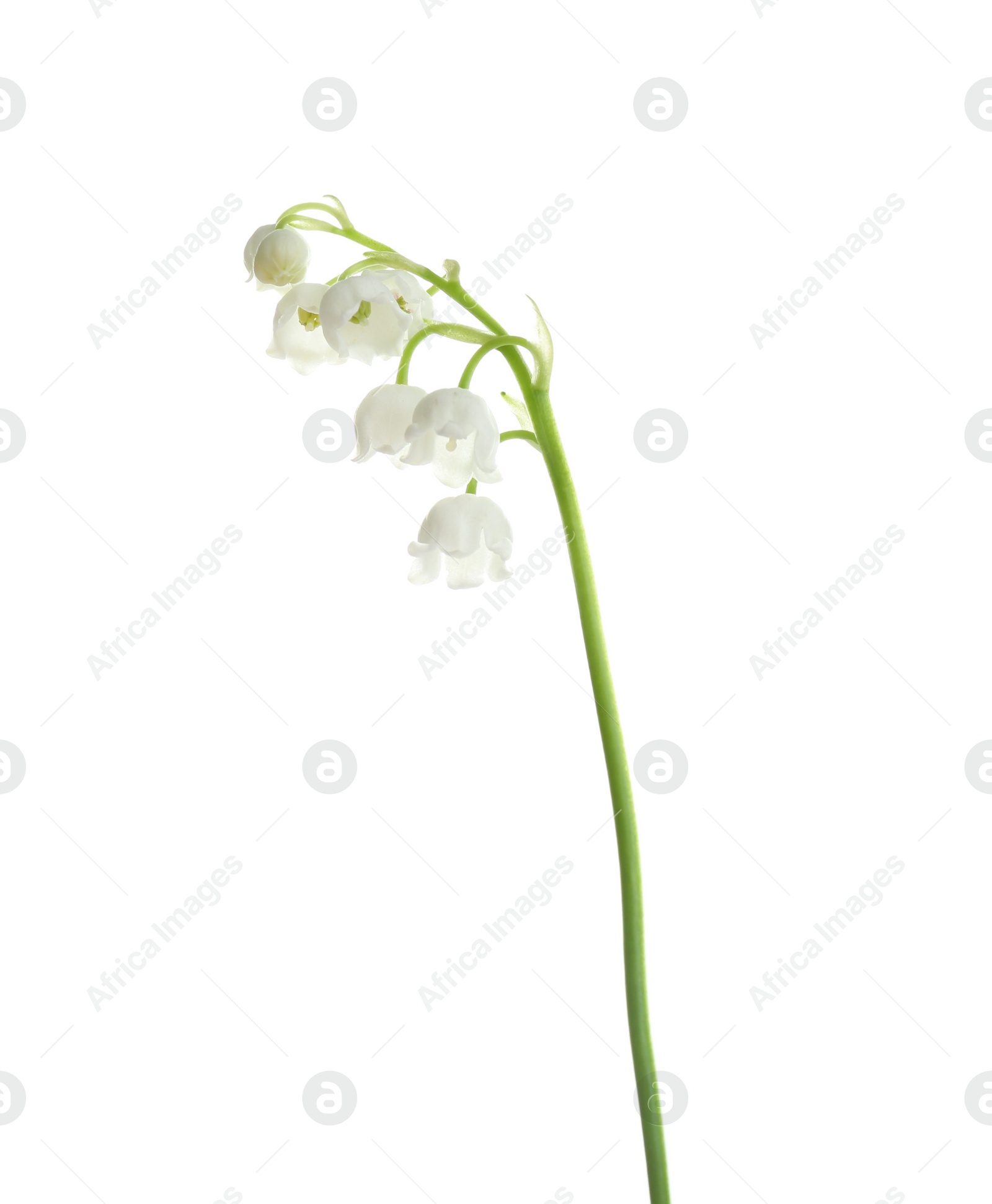 Photo of Beautiful fragrant lily of the valley on white background