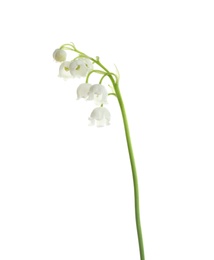 Beautiful fragrant lily of the valley on white background