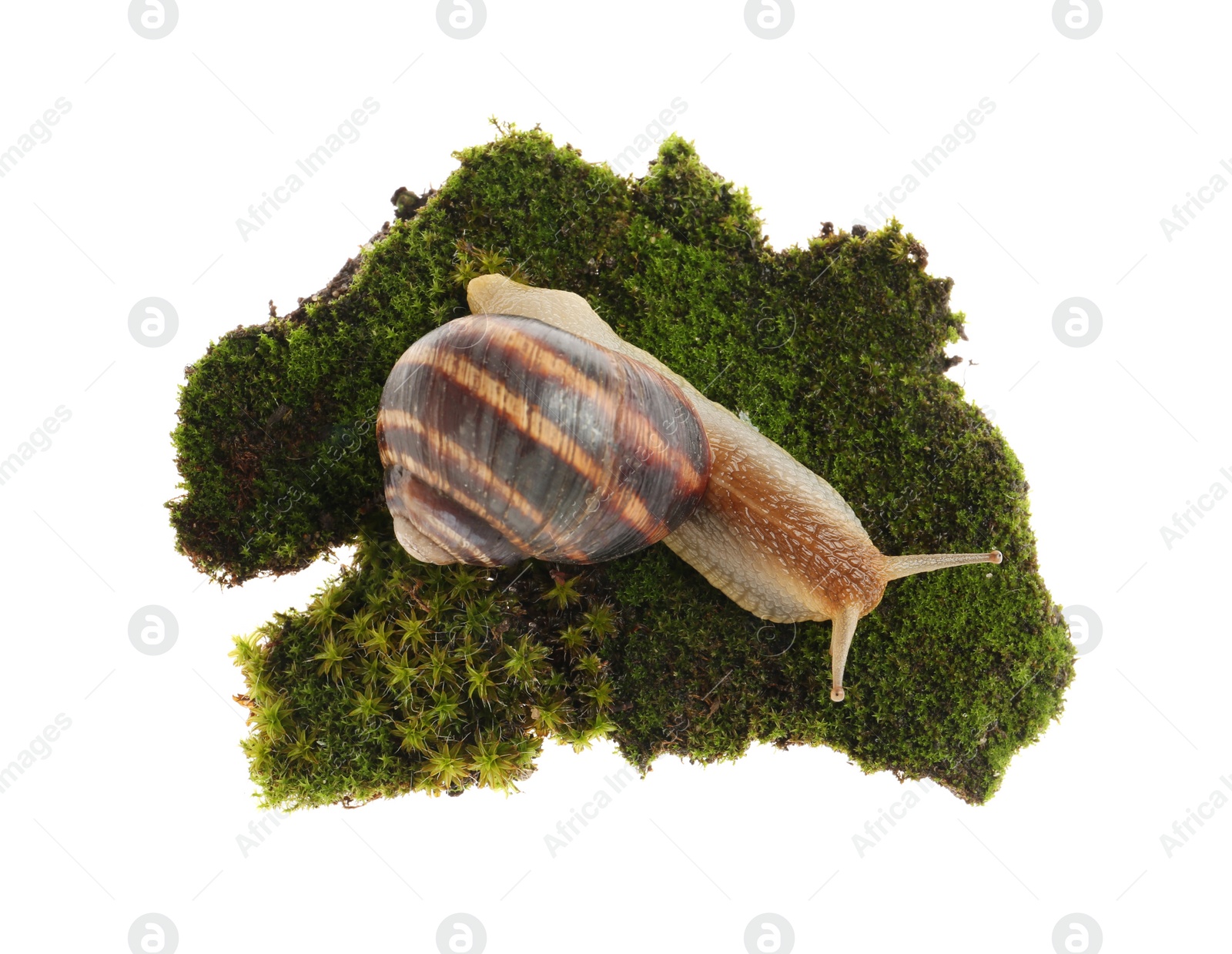 Photo of Common garden snail crawling on green moss against white background, top view