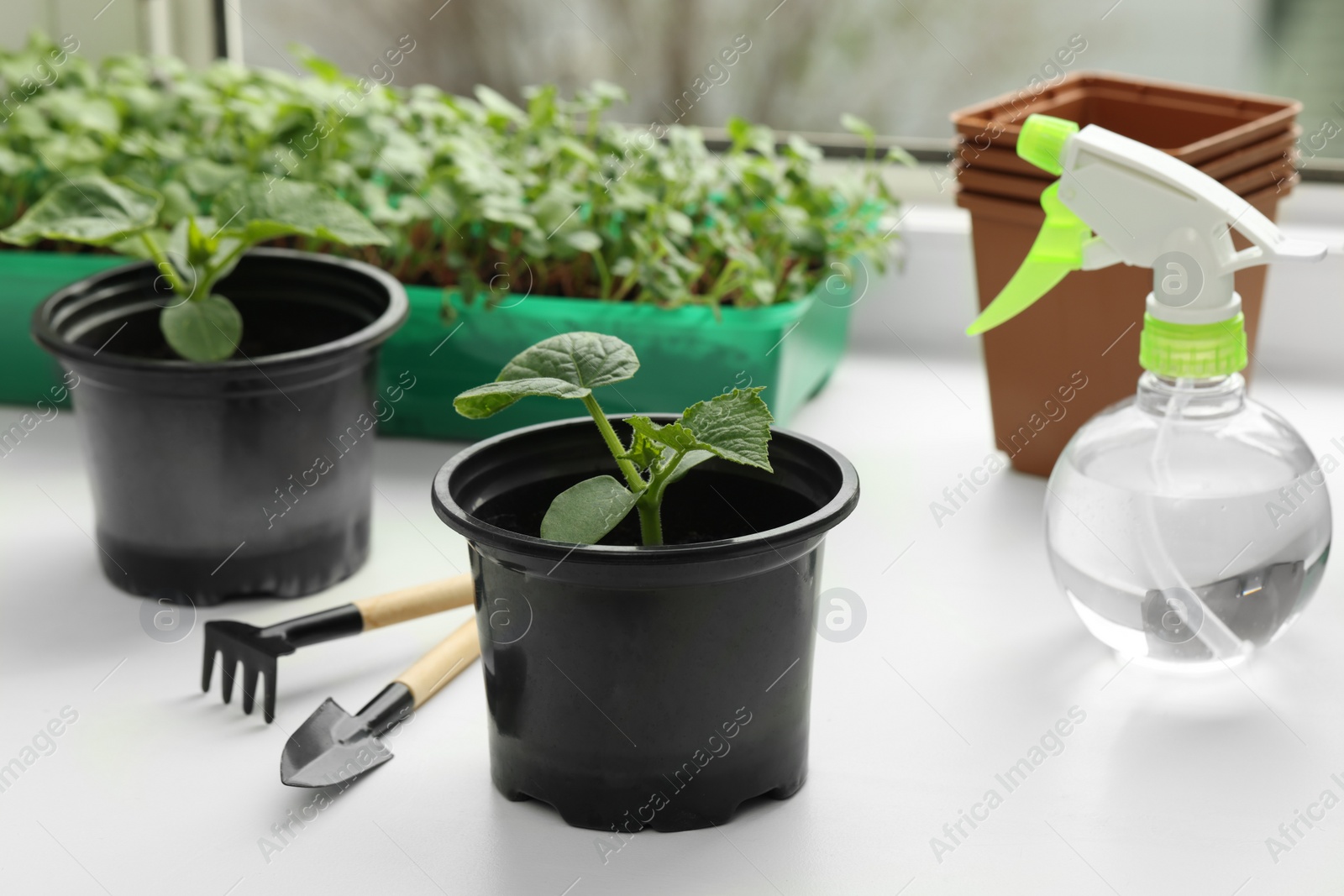 Photo of Seedlings growing in plastic containers with soil, gardening tools and spray bottle on windowsill