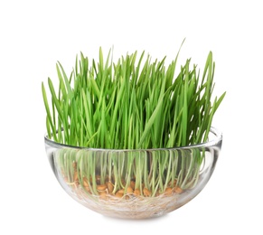 Photo of Bowl with fresh wheat grass isolated on white