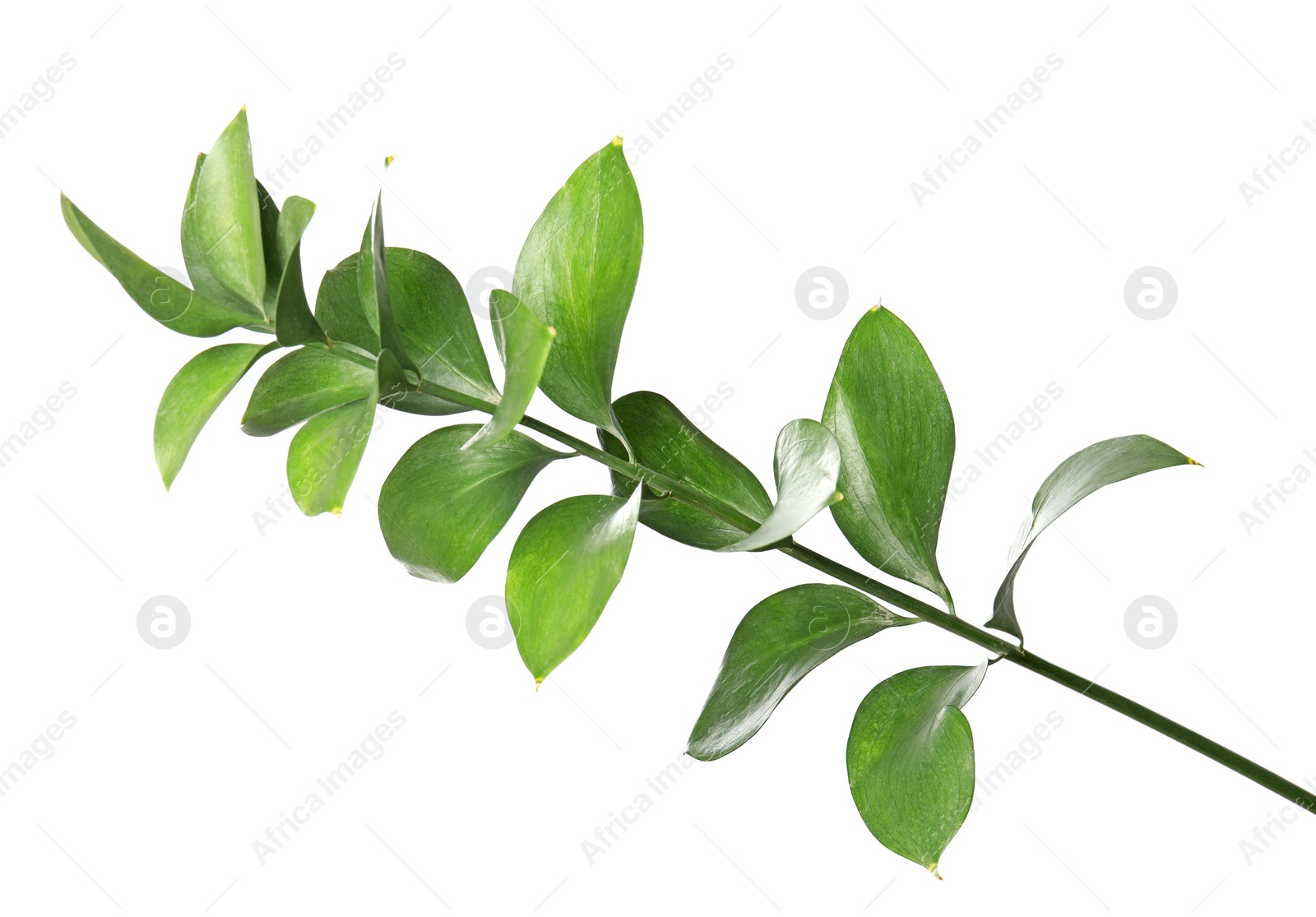 Photo of Ruscus branch with fresh green leaves on white background