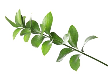 Photo of Ruscus branch with fresh green leaves on white background